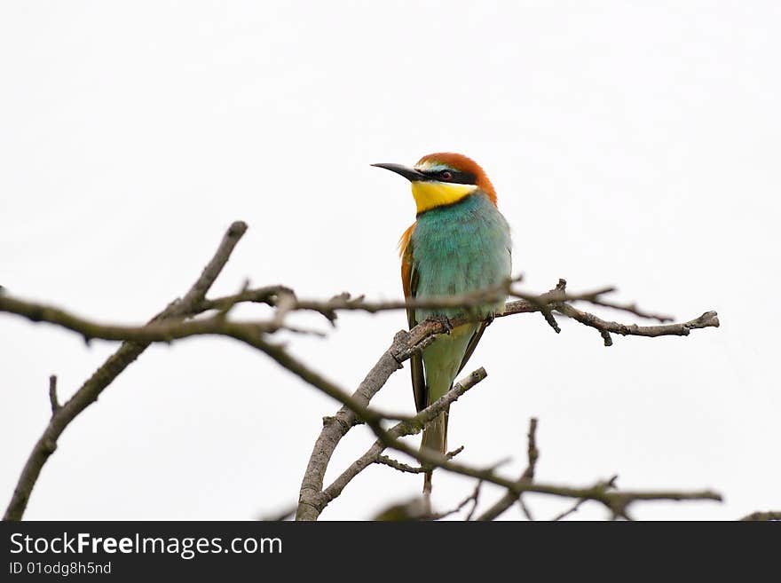 Bee eater on white background