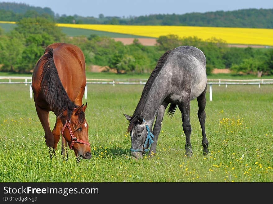 Gray and chestnut horses