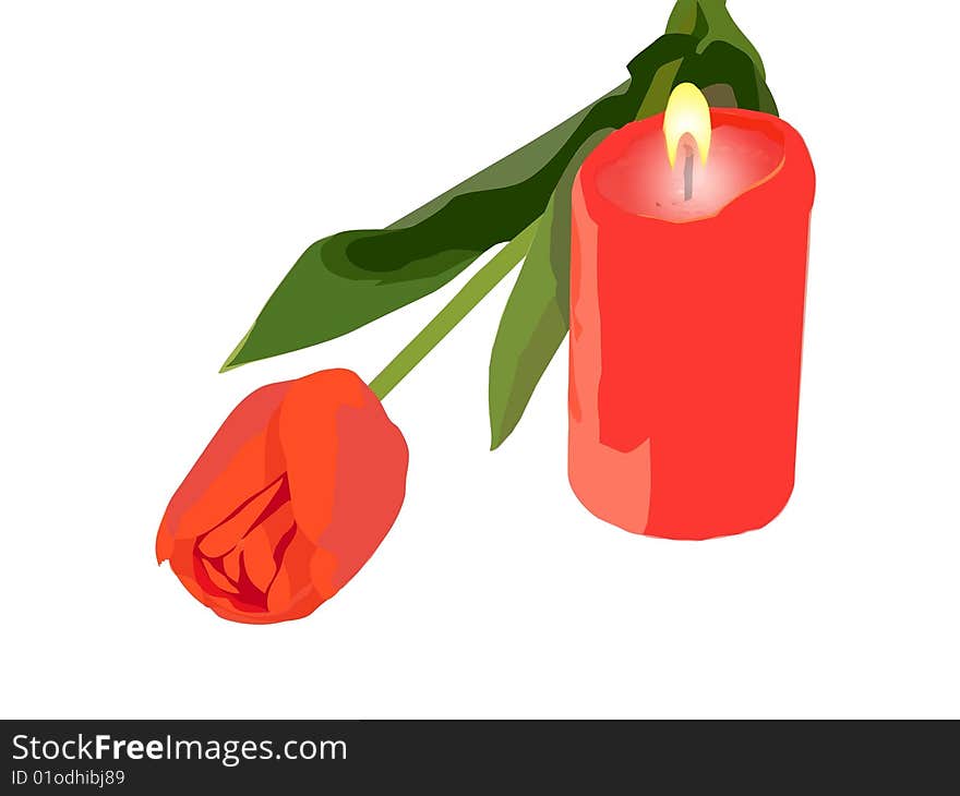 Picture tulip and a burning candle in isolated ower white. Picture tulip and a burning candle in isolated ower white