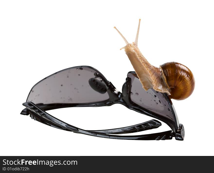 Living snail on the sunglasses isolated. Clipping path