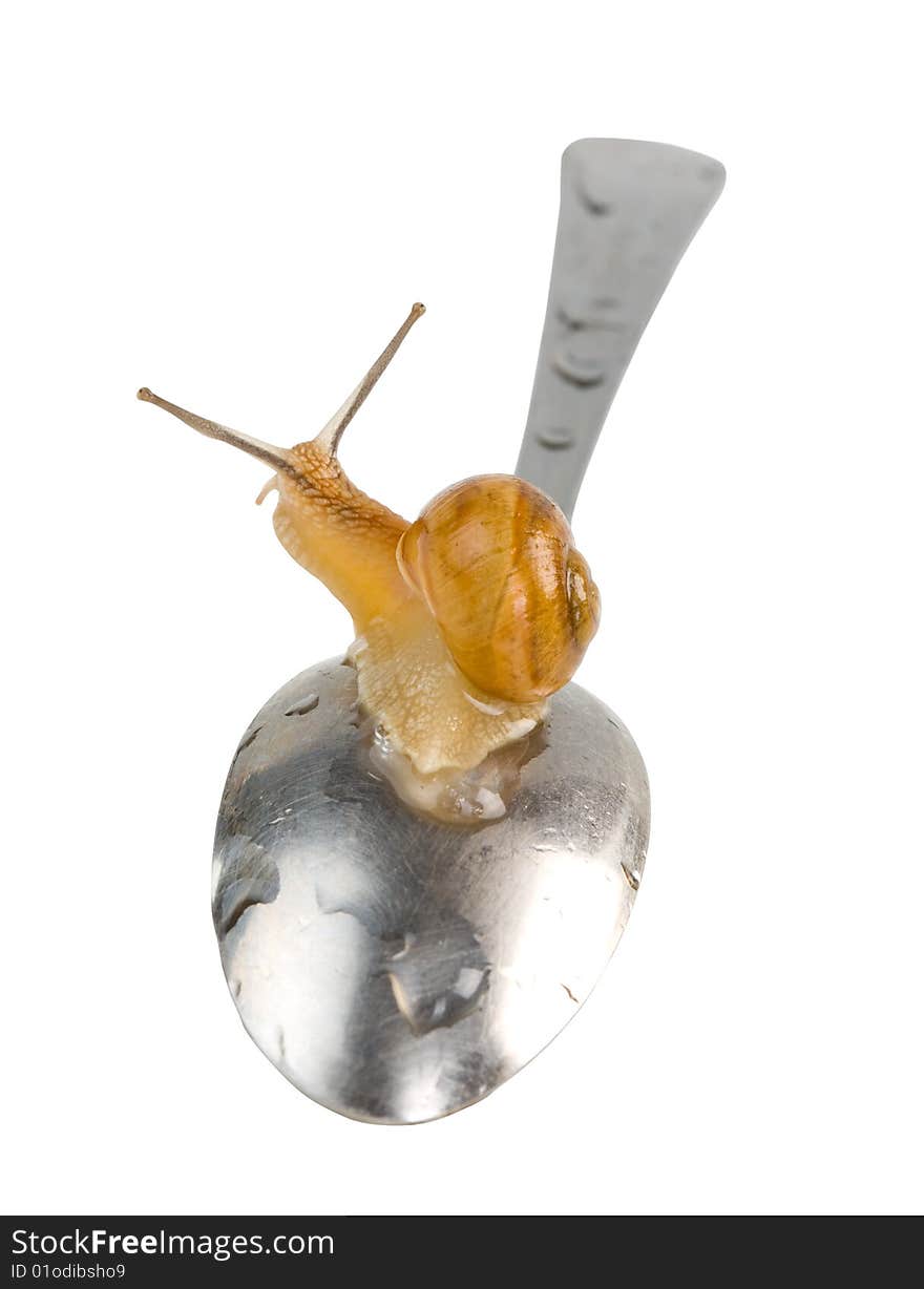 Living snail on the spoon isolated. Clipping path