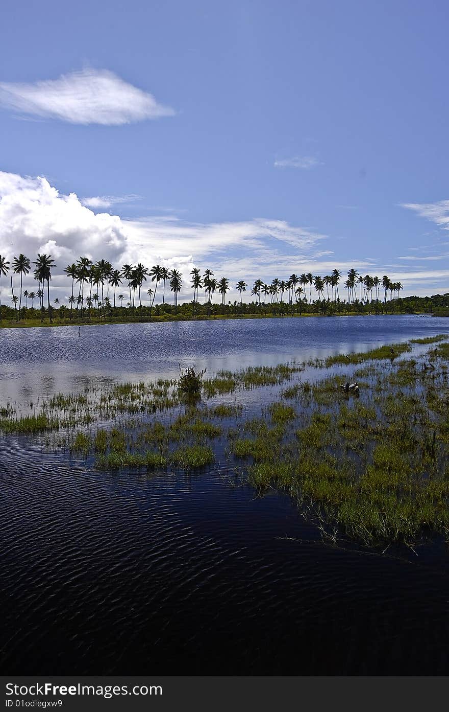 Coconut Landscape Lake 2