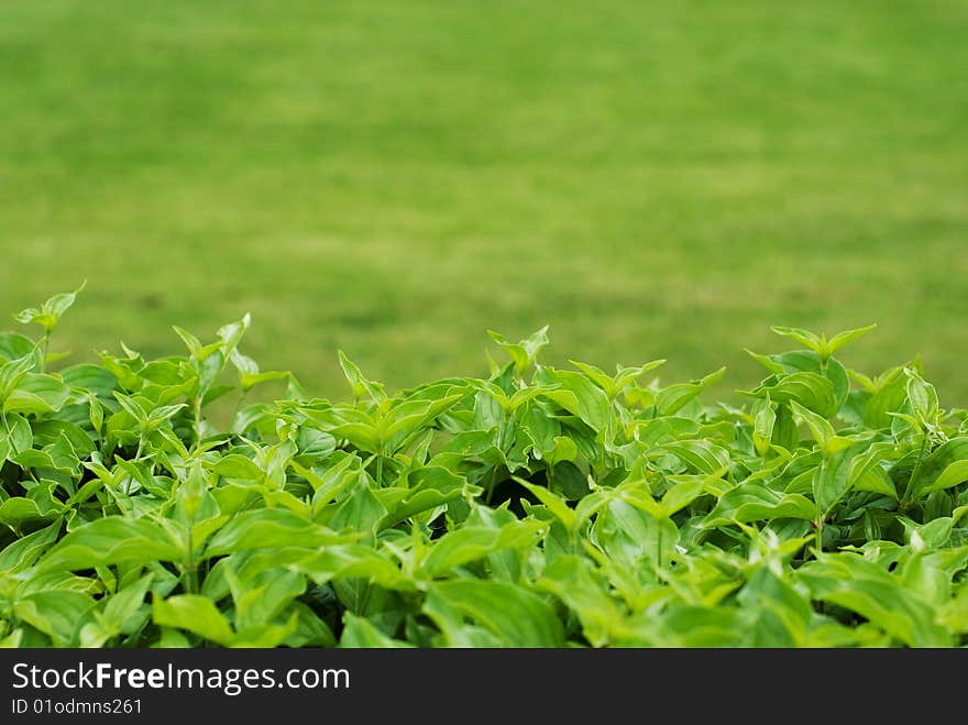 The background of green grass with leaves