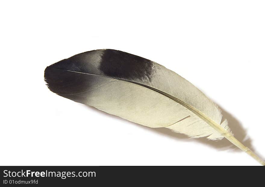 Bird feather isolated on a white background