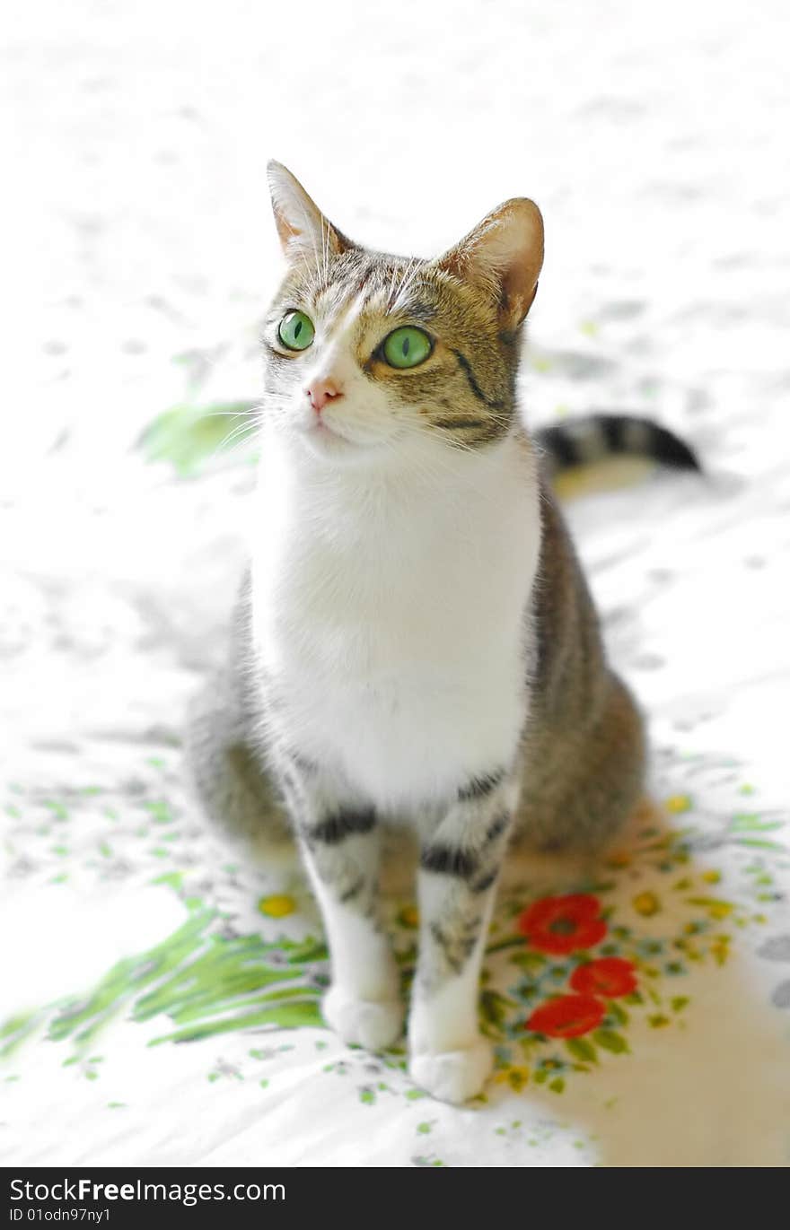 Beautiful green eyed tabby cat on floral print fabric