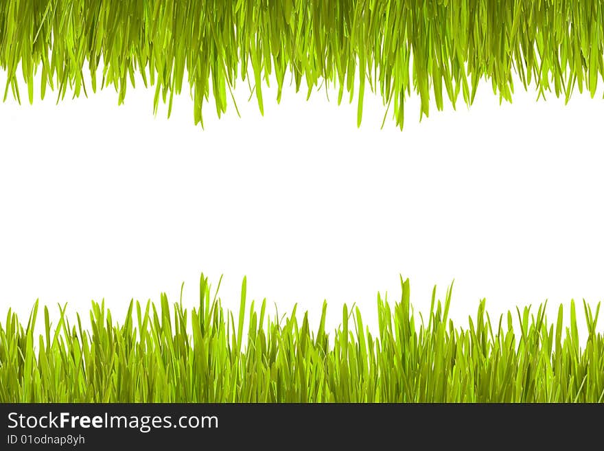 Green grass on a white background