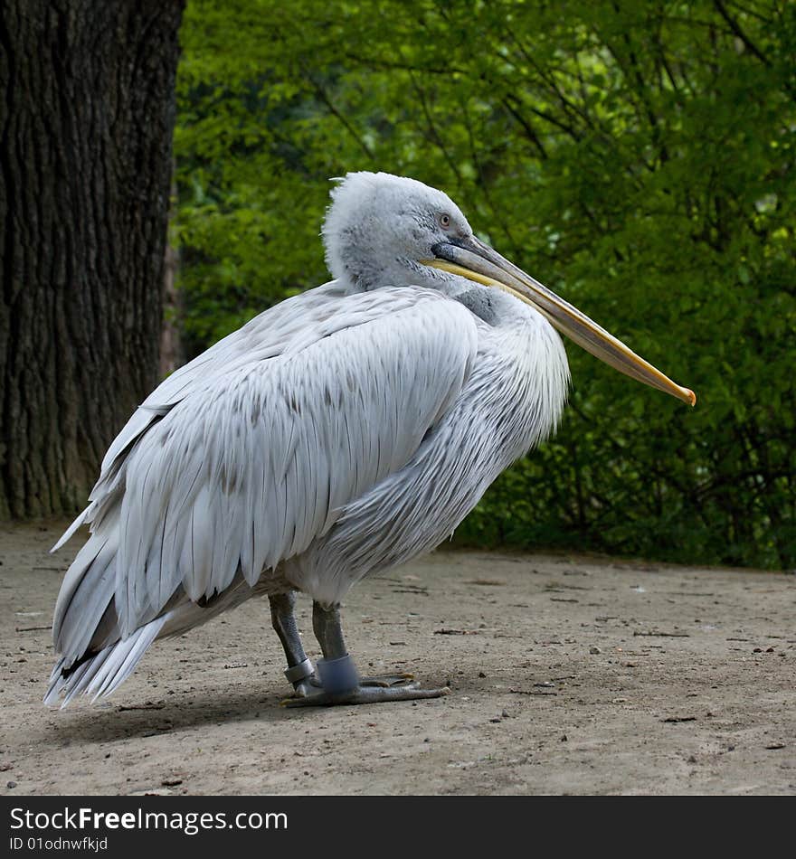 One pelican at ZOO park