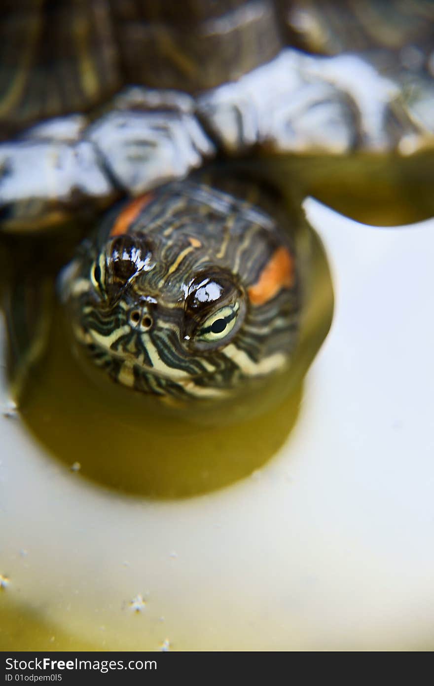 Tortoise in water