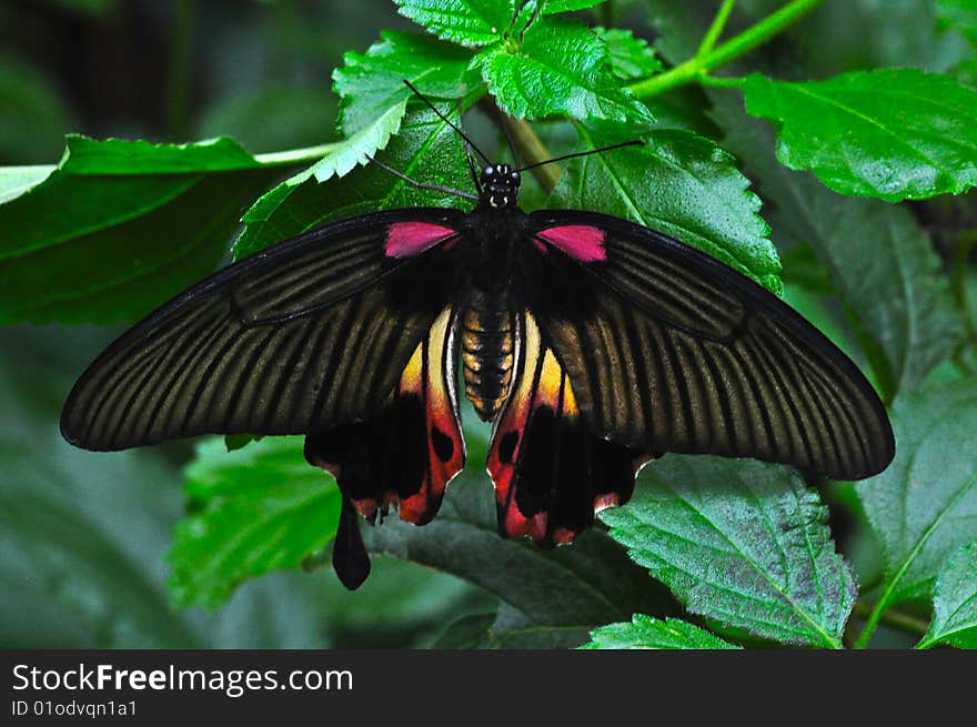 A great Mormon butterfly in a tropical garden