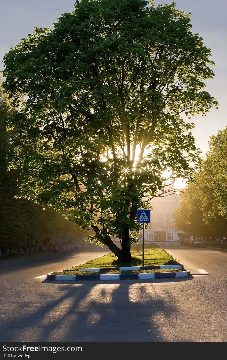 Wonderful tree with sunset behind it