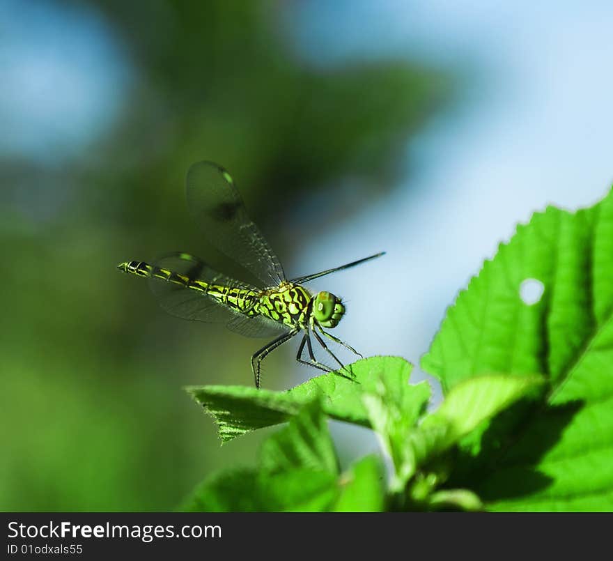 Closeup of a dragonfly on green background