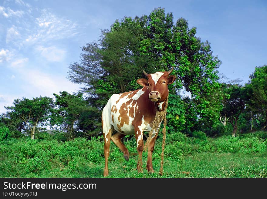 Cow in the middle of a green field. Cow in the middle of a green field