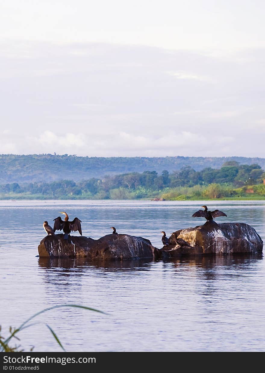 Birds On Nile River