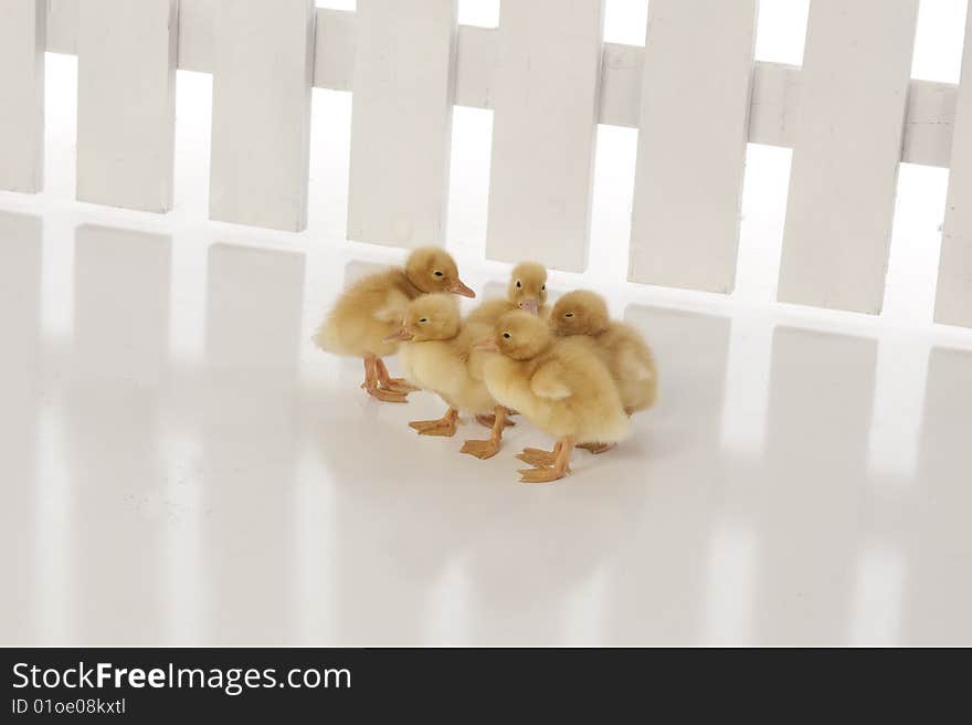 Ducklings standing next to fence on white background. Ducklings standing next to fence on white background