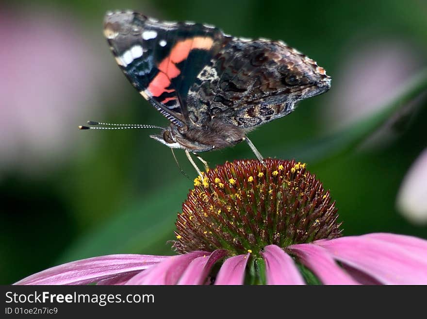 Butterfly Red Admiral On A Cone Flower, Vanessa atalanta