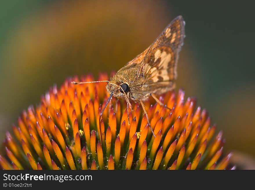 Butterfly, Peck's Skipper On A Cone Flower, Polites peckius