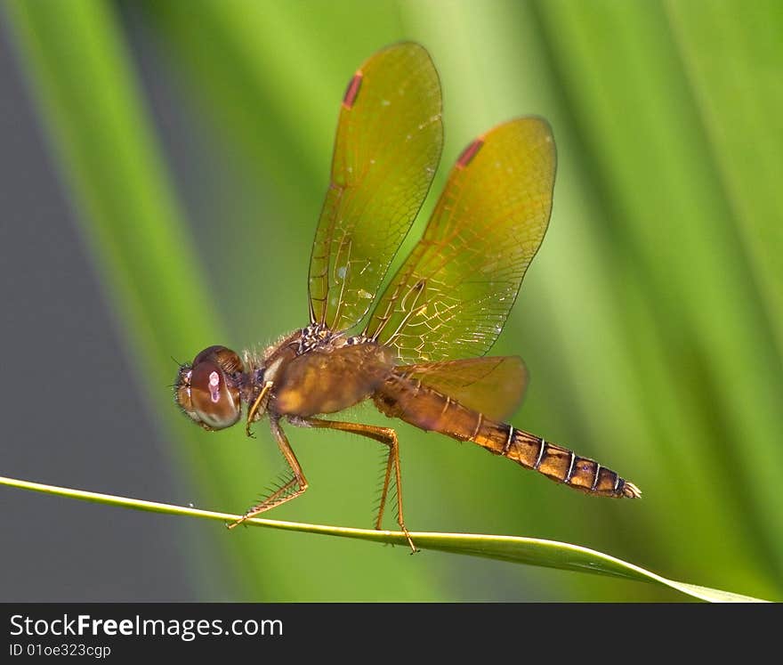 Dragonfly, Eastern Amberwing At Rest, Perithemis tenera