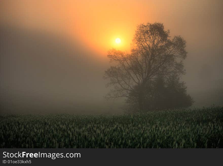 Misty morning