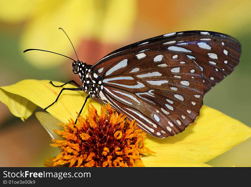 Butterfly, Blue Glassy Wing On A Yellow Flower, Danaus Vulgaris