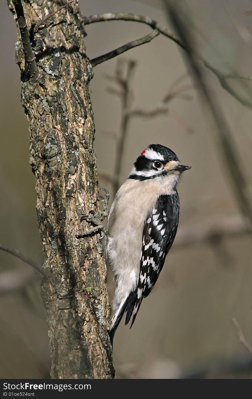 Downy Woodpecker, Picoides pubescens, Posing Nicely