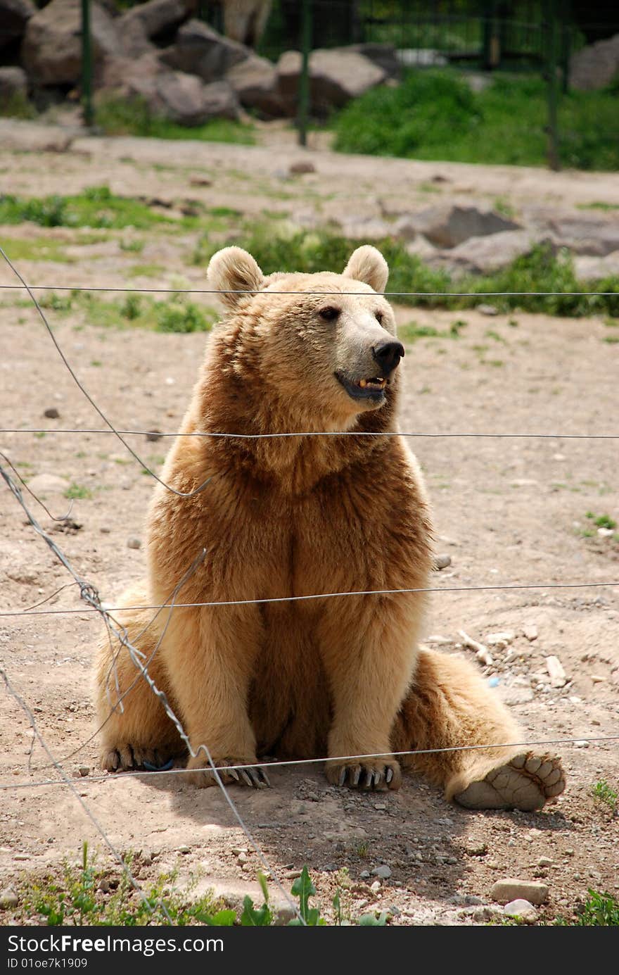 A bear sitting in a zoo. A bear sitting in a zoo