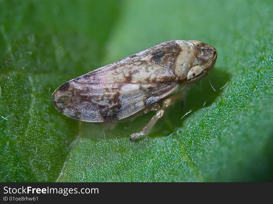 Leafhopper Resting On A Leaf