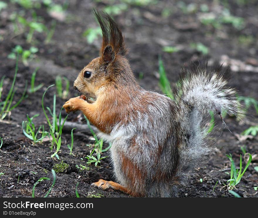 Squirrel