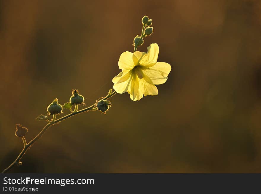 Yellow flower in meadow selective focus