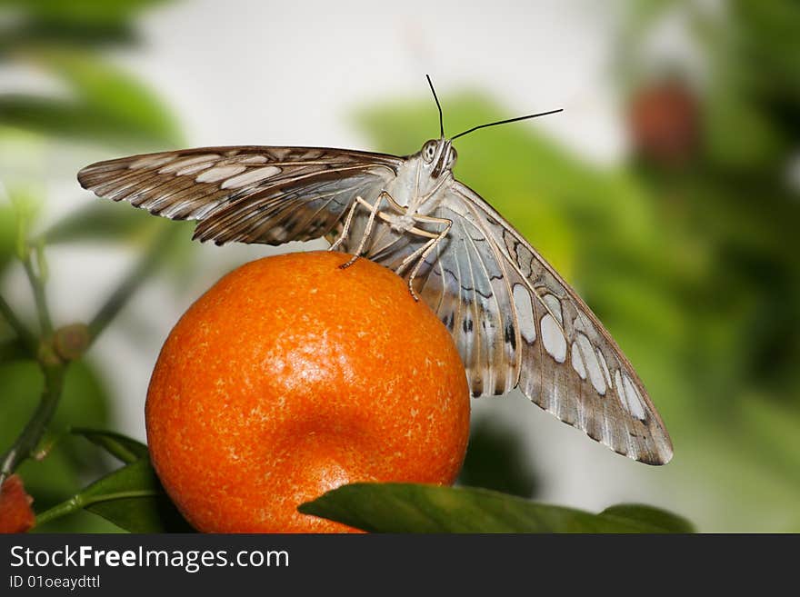 Butterfly, Clipper, Resting On An Orange, Parthenos sylvia