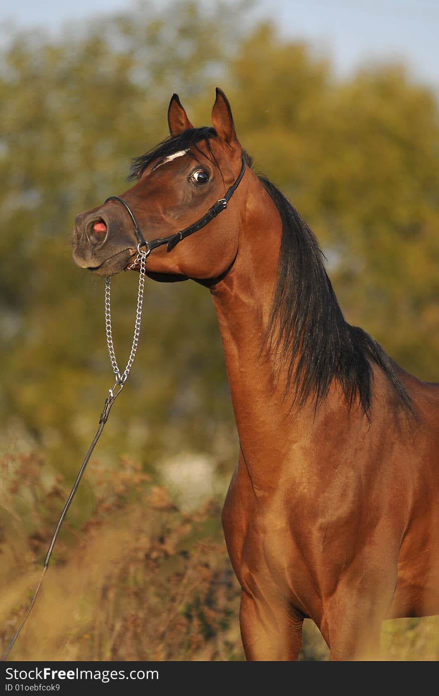 Brown Arabian Horse Stallion Portrait