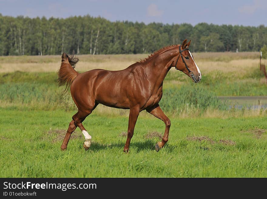 brown horse trots on the meadow