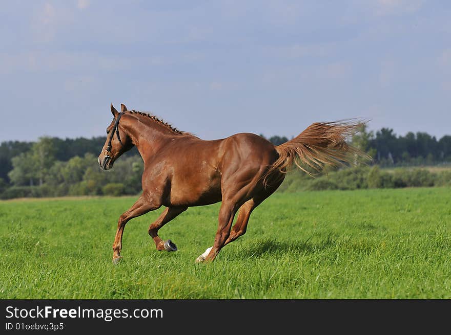 Red horse runs gallop on the meadow in summer. Red horse runs gallop on the meadow in summer