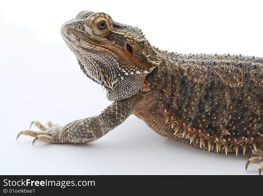 Bearded Dragon