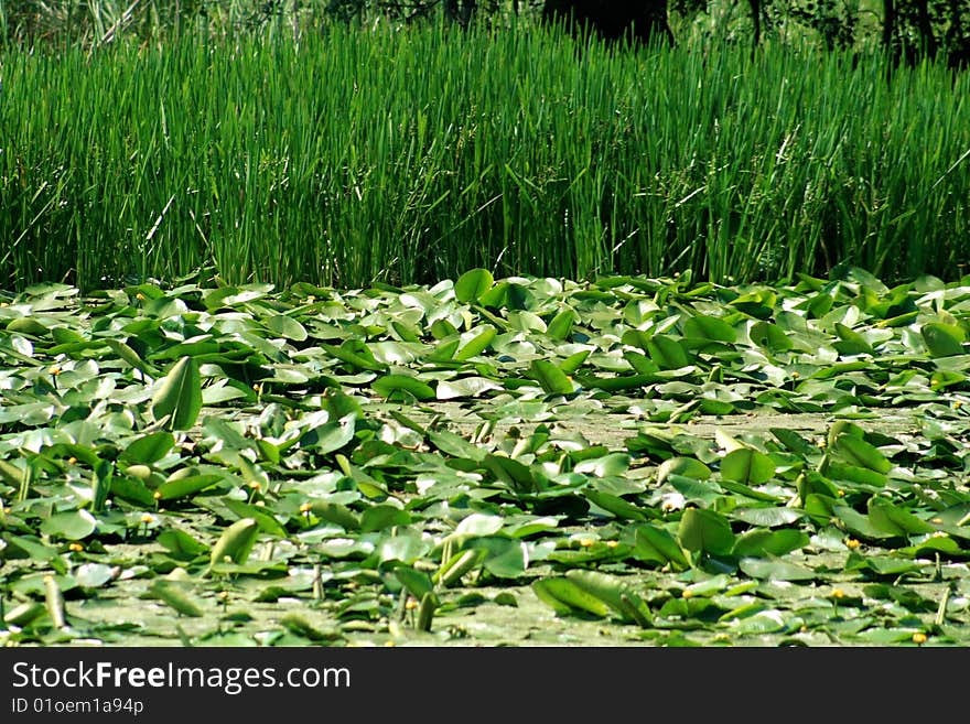 Vegetation