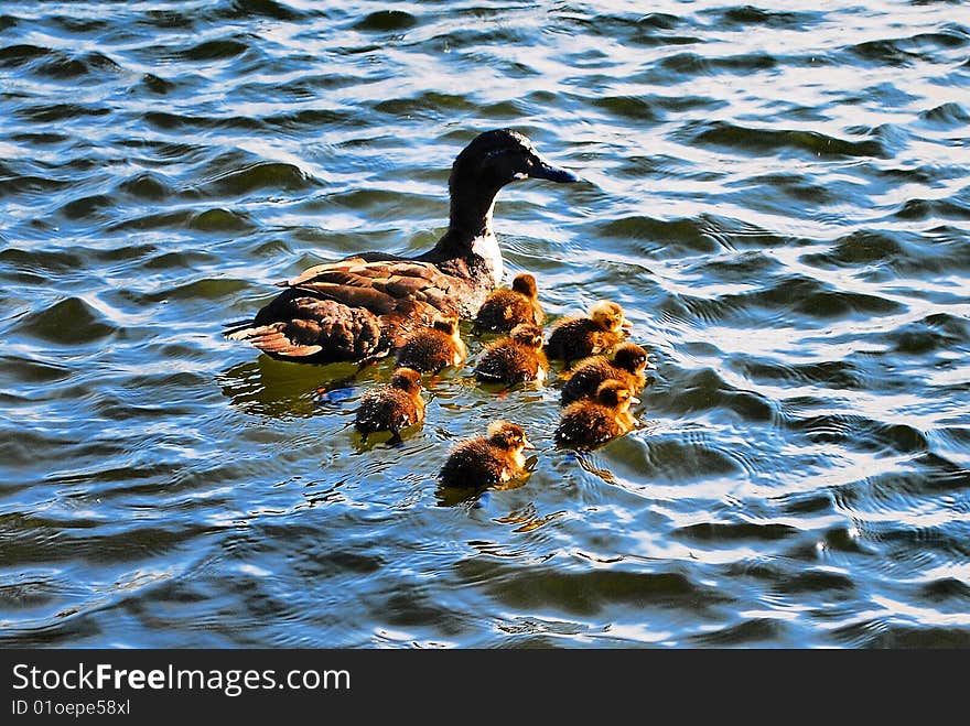 A Duck And Her Chicks