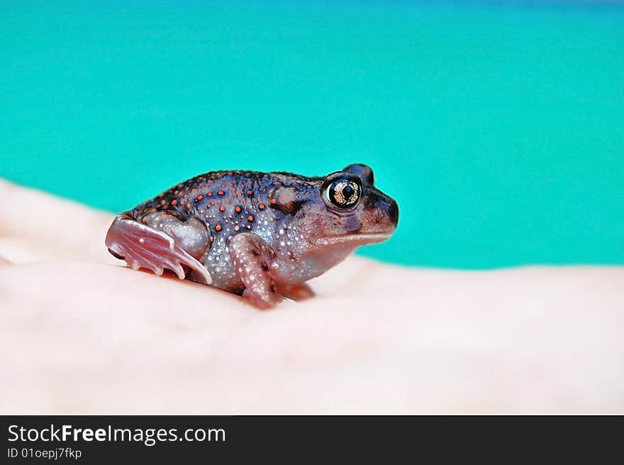 Toad on human hand on blue background. Toad on human hand on blue background