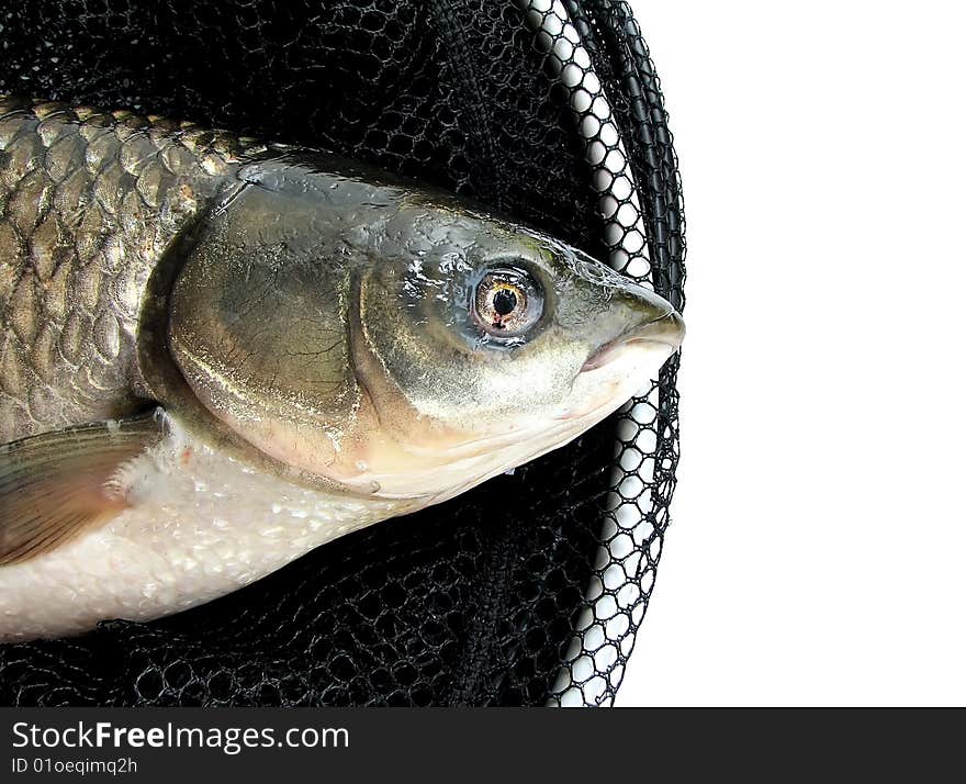 Grass Carp