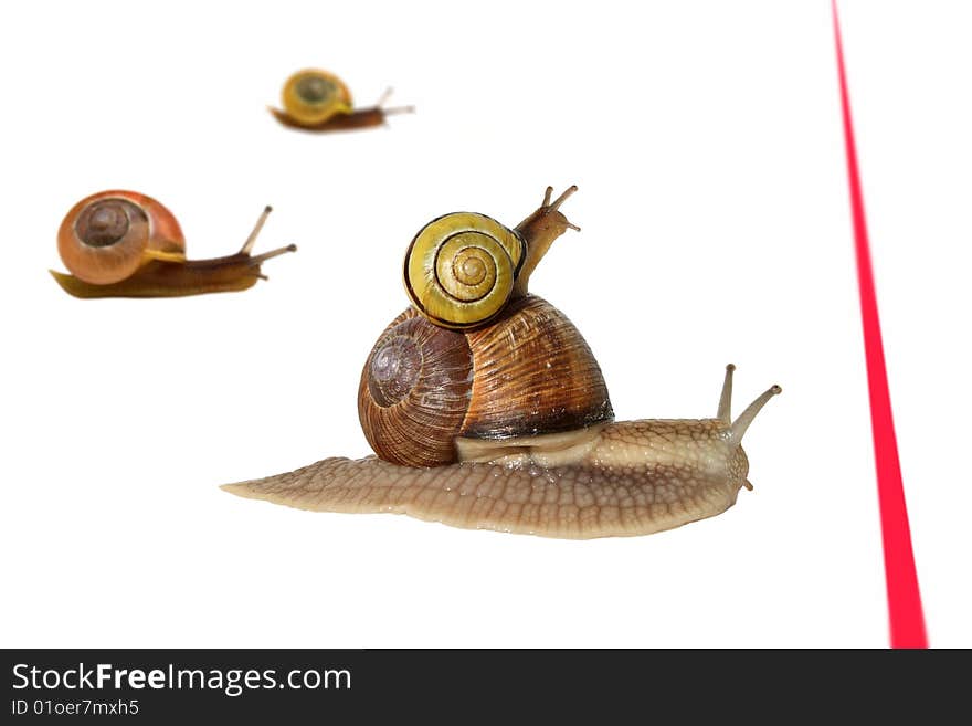 snail carrying a small snail in a race, close to finish. snail carrying a small snail in a race, close to finish