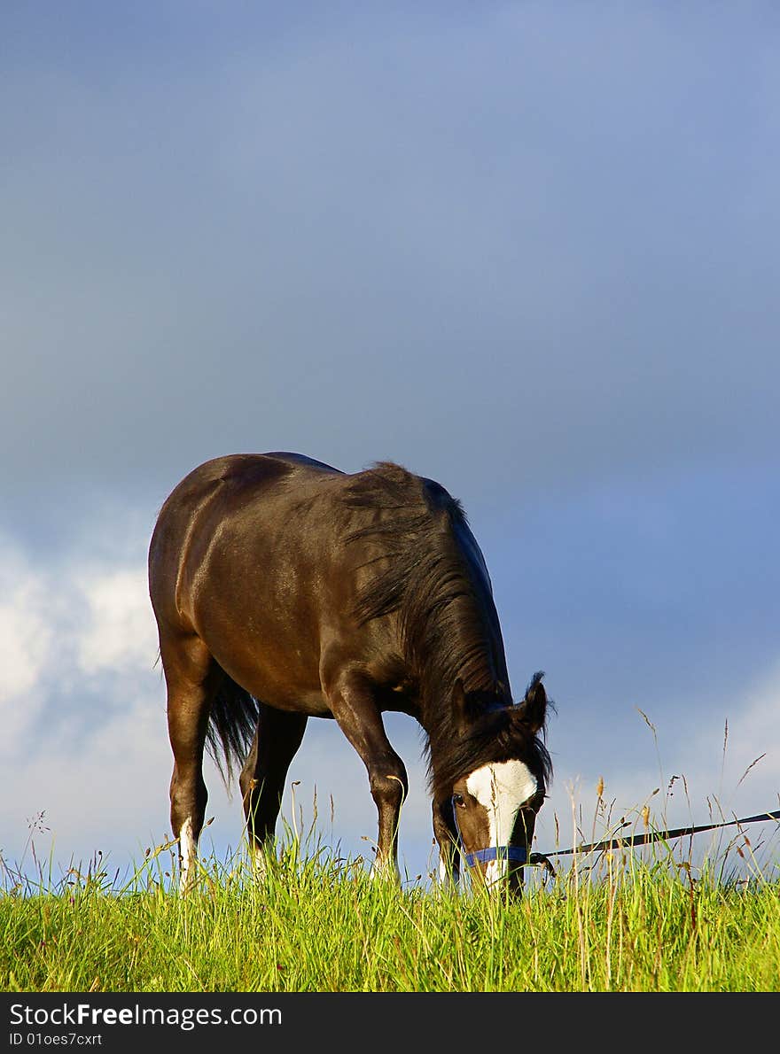 A picture of a year old male horse on top of a hill while grazing. A picture of a year old male horse on top of a hill while grazing