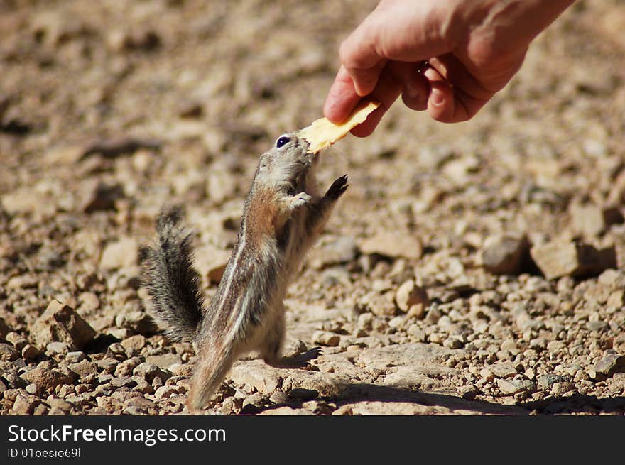 A chipmunk tries to take a cheeky nibble of an offered snack. A chipmunk tries to take a cheeky nibble of an offered snack.