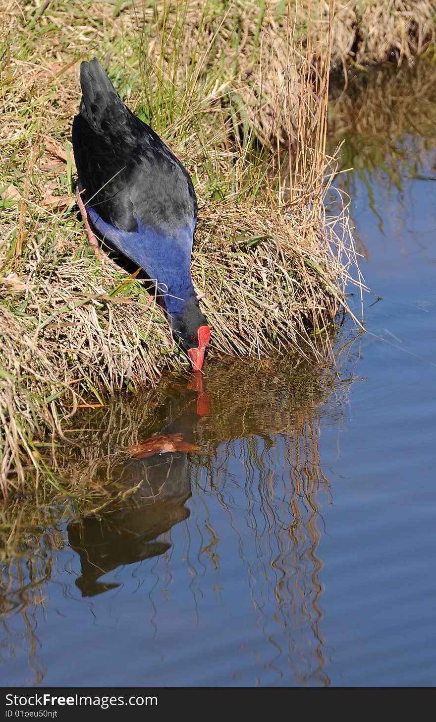 Purple swamphen