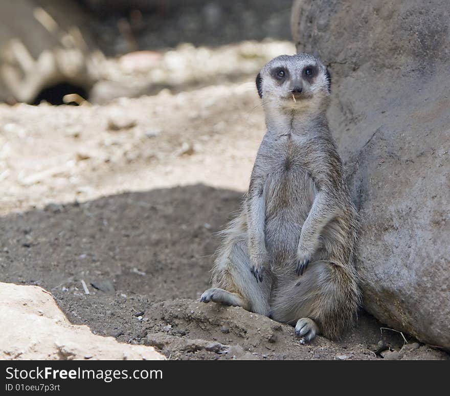 Meerkat leaning against rock