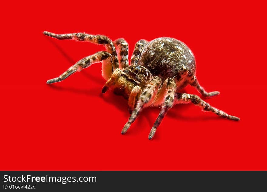 Wolf Spider isolated on red