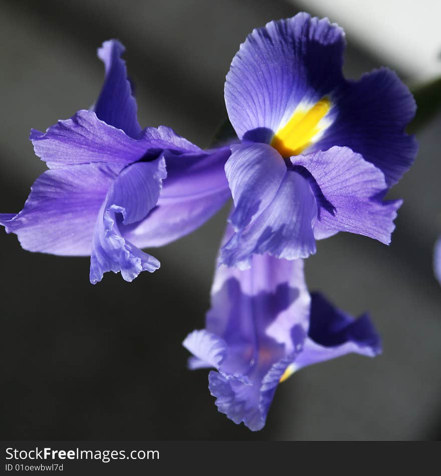 Purple and yellow iris on grey background