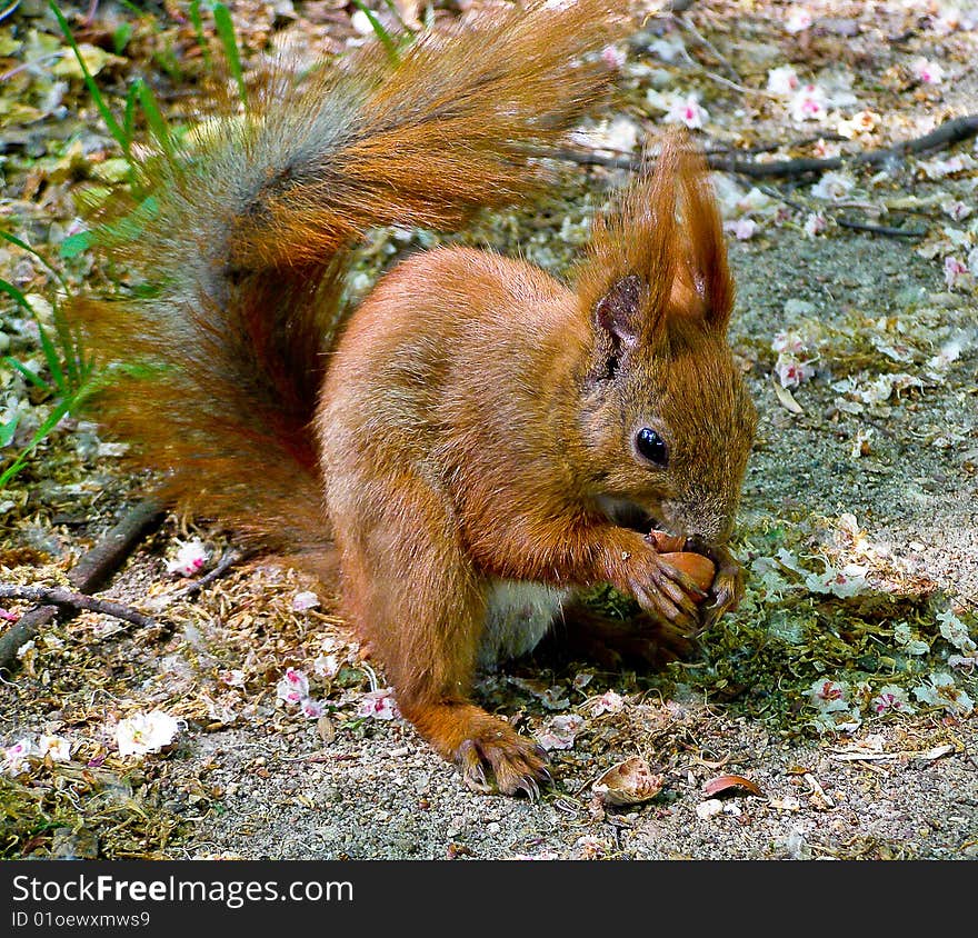 Red squirrel with a peanut