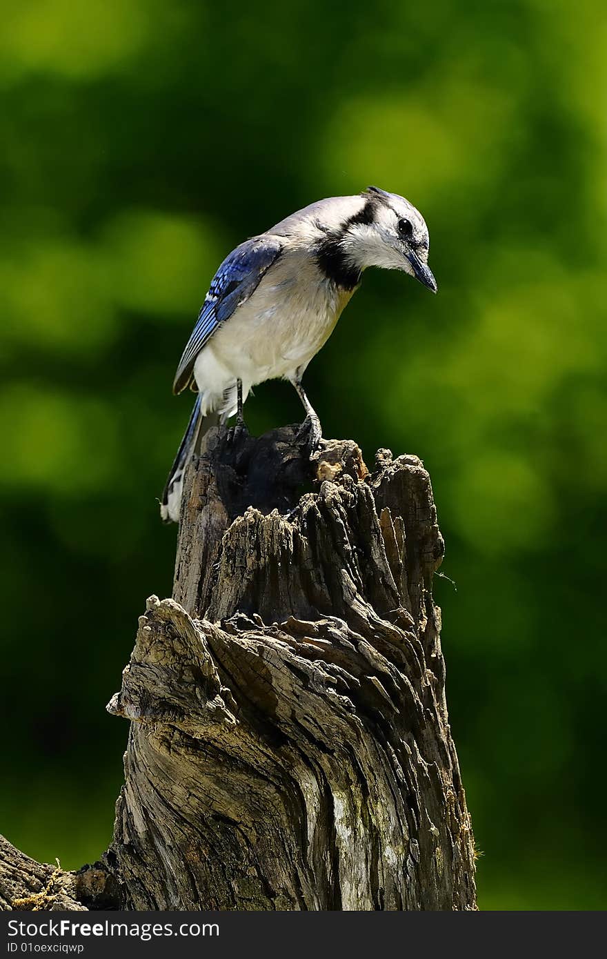 Blue Jay on perch with unique body posture. Blue Jay on perch with unique body posture