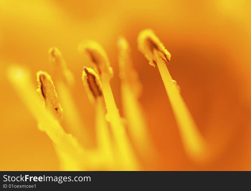 The macro photography of stamen of a yellow tulip.