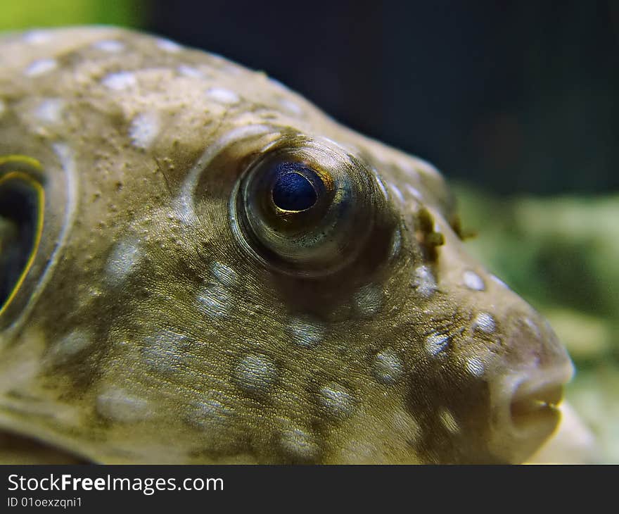 Closeup image of a Blowfish