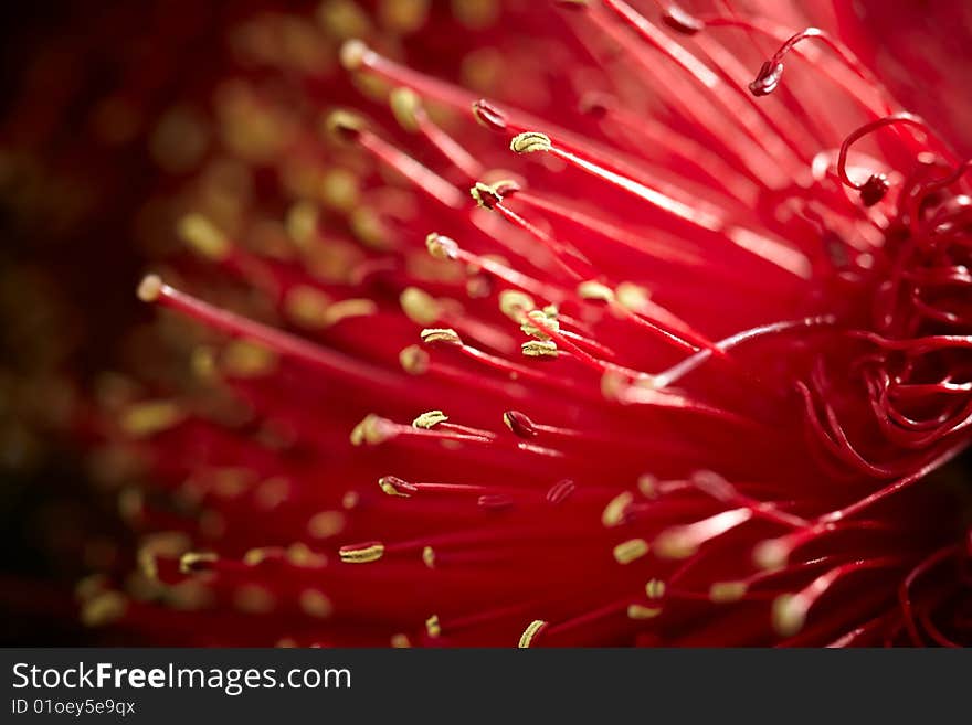 Tipped stamens Macro Photography,red