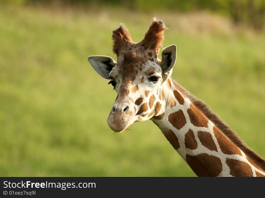 Closeup of a giraffe looking at the camera